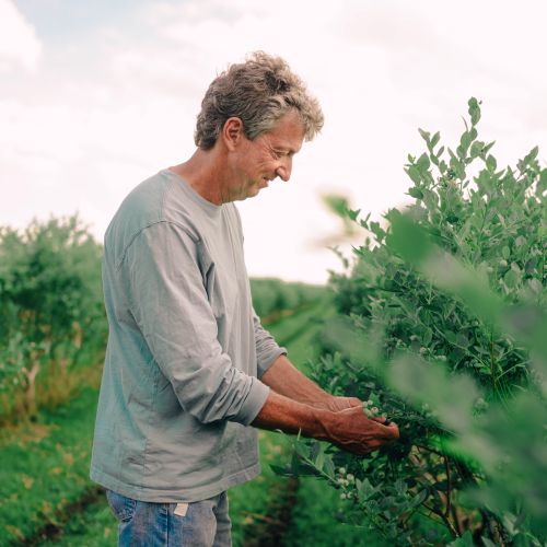 king_grove_hugh_picking_berries_1080x1080_hires