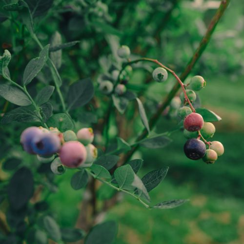 king_grove_close-up_berries_opt1_1080x1080_hires