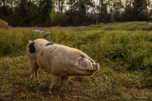 joyce farms at baldor specialty foods - regenerative agriculture - pig