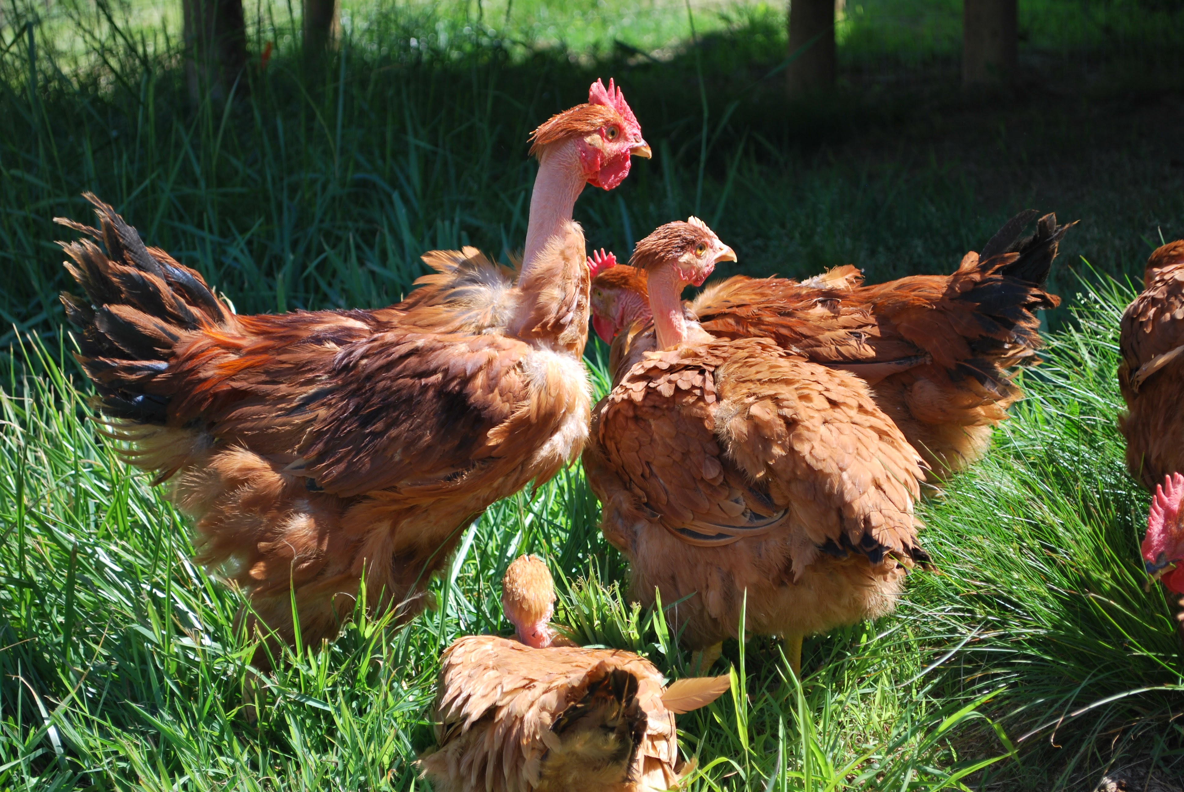 Heritage Poultry | Joyce Farms