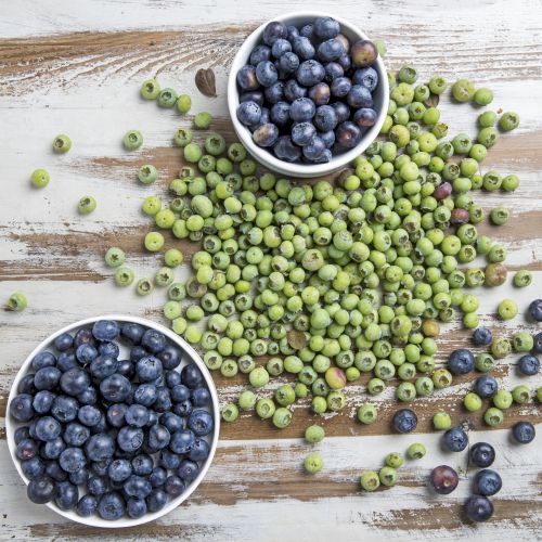 unripe blueberries_ls