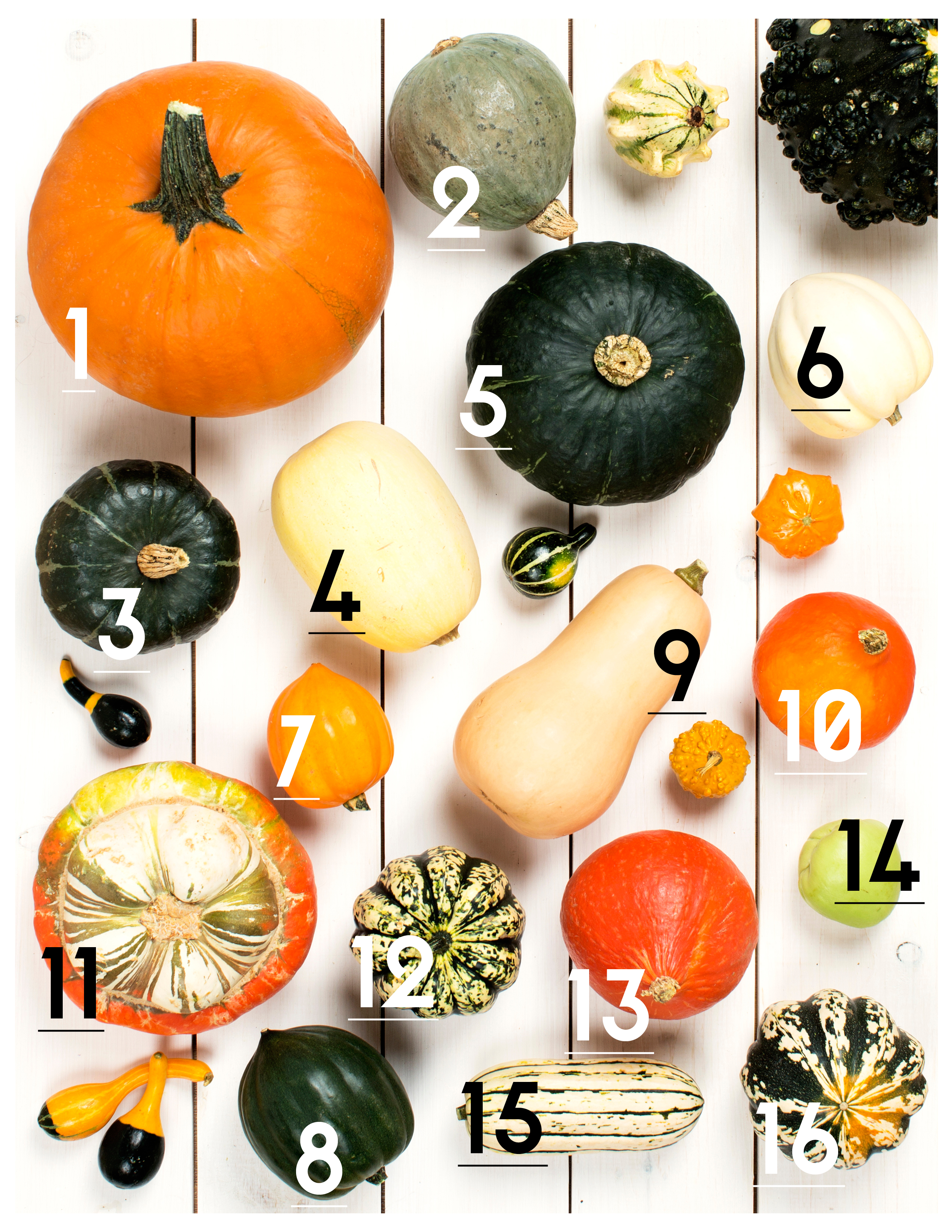 Squash Variety Chart