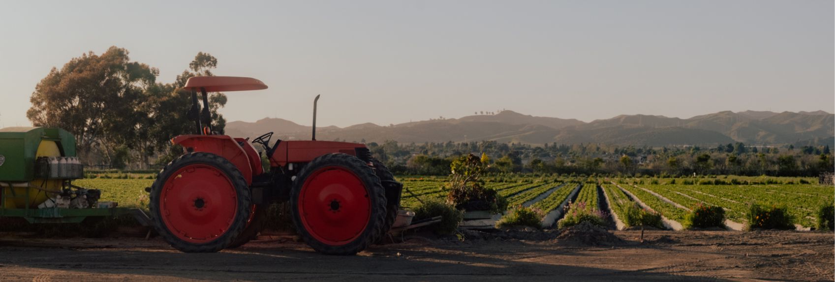 Vegetable Market Update: Supply Challenges Across Multiple Categories 