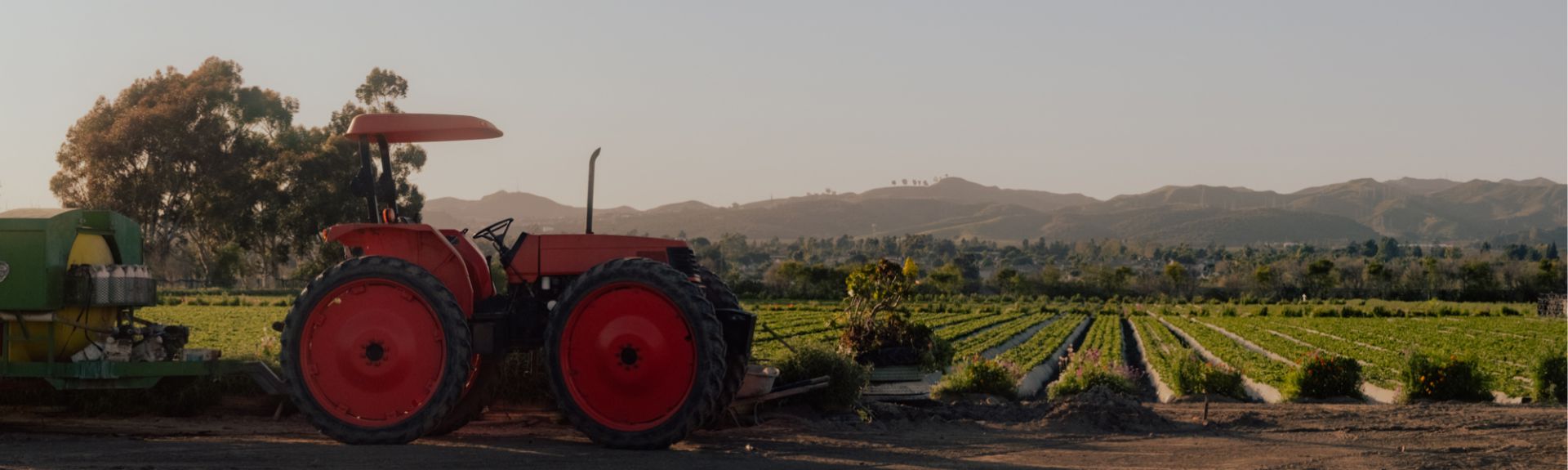 Vegetable Market Update: Supply Challenges Across Multiple Categories 