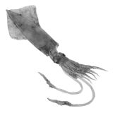 Medium Dirty Squid Whole