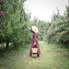 Virtue Cider