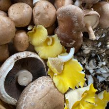 Phillips Mushroom Farms