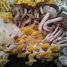 Rhode Island Mushroom Co.