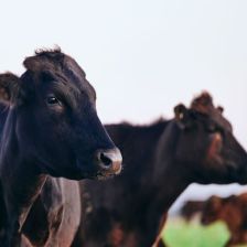 Margaret River Wagyu Beef