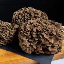 Shogun Maitake