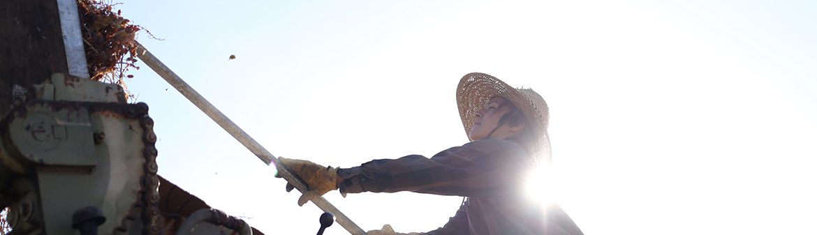 Masumoto Family Farm