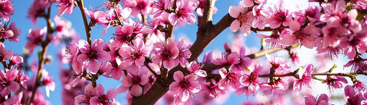 Masumoto Family Farm