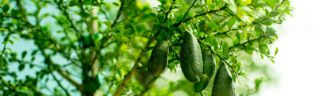 Deer Creek Heights Ranch