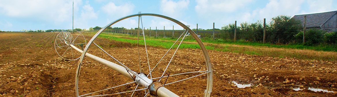 North Fork Potato Chips