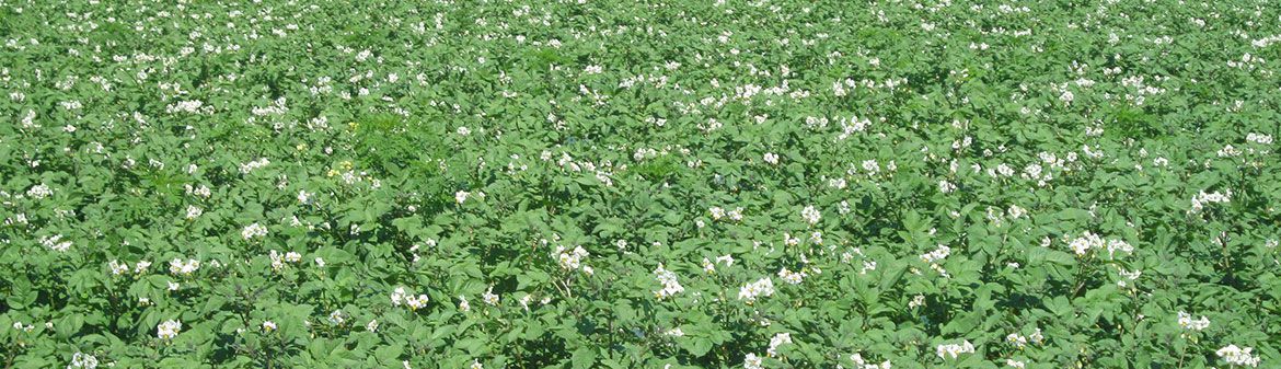 North Fork Potato Chips