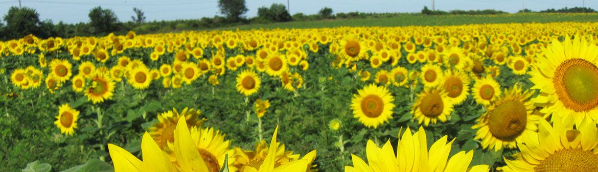 North Fork Potato Chips
