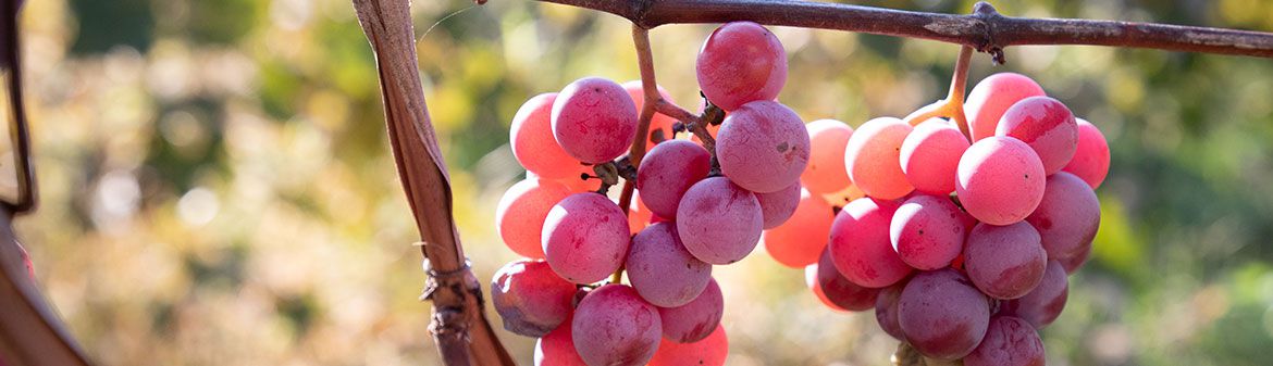 Buzzard Crest Vineyards