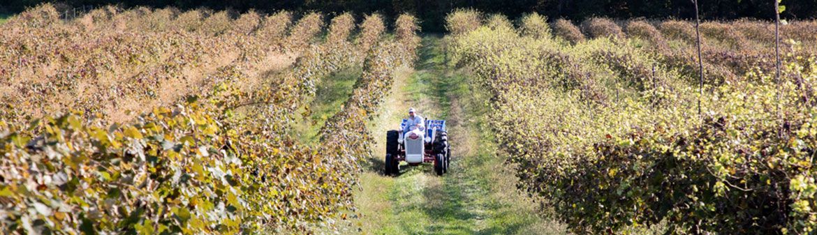 Buzzard Crest Vineyards