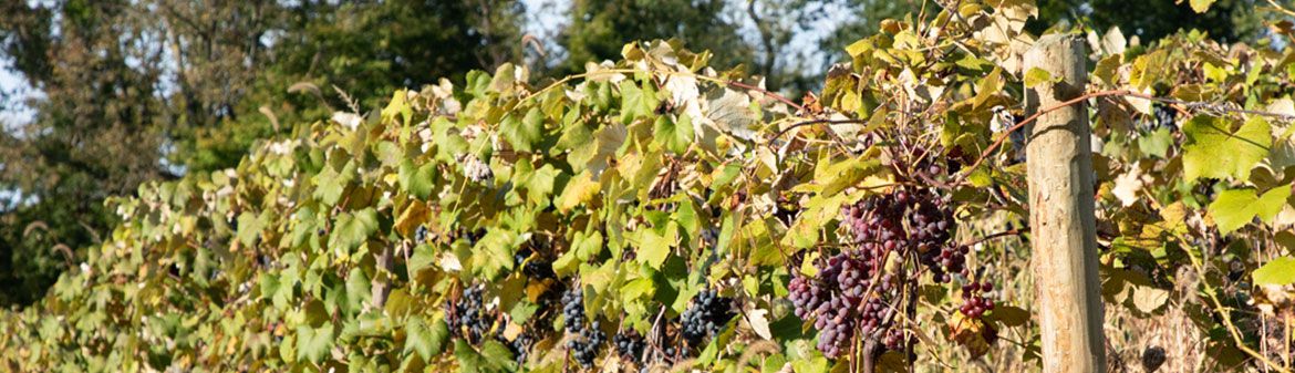 Buzzard Crest Vineyards