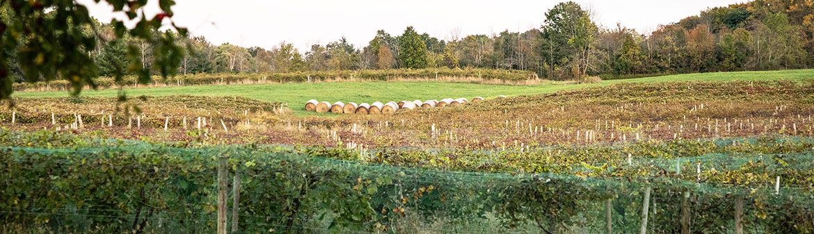 Buzzard Crest Vineyards