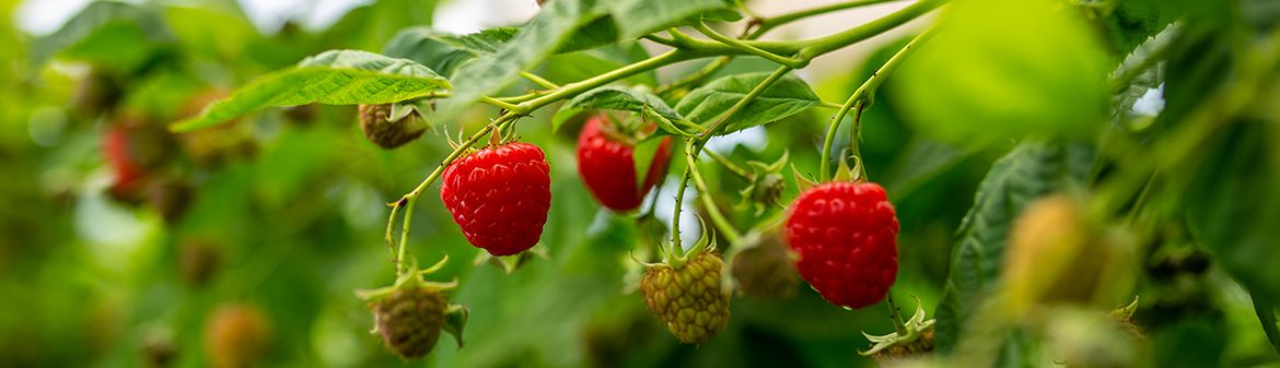 California Giant Berry Farms