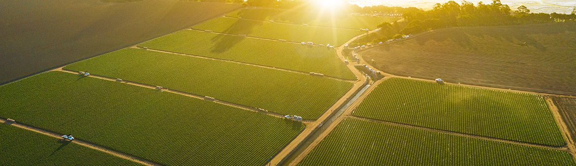 California Giant Berry Farms