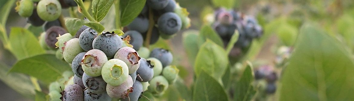 California Giant Berry Farms