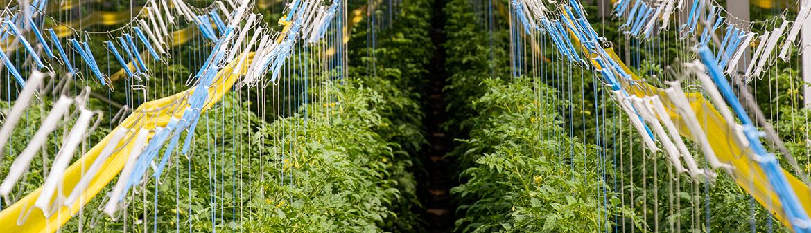 Intergrow Greenhouses