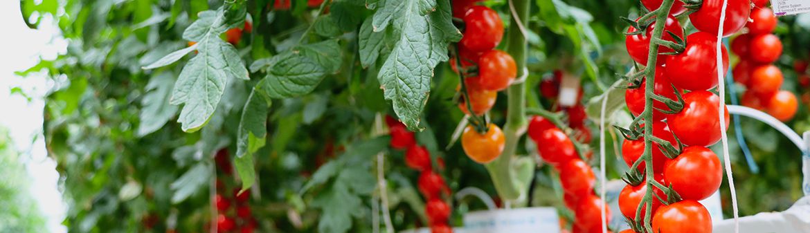 Intergrow Greenhouses