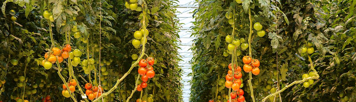 Intergrow Greenhouses