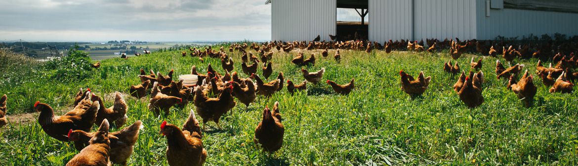 Handsome Brook Farms