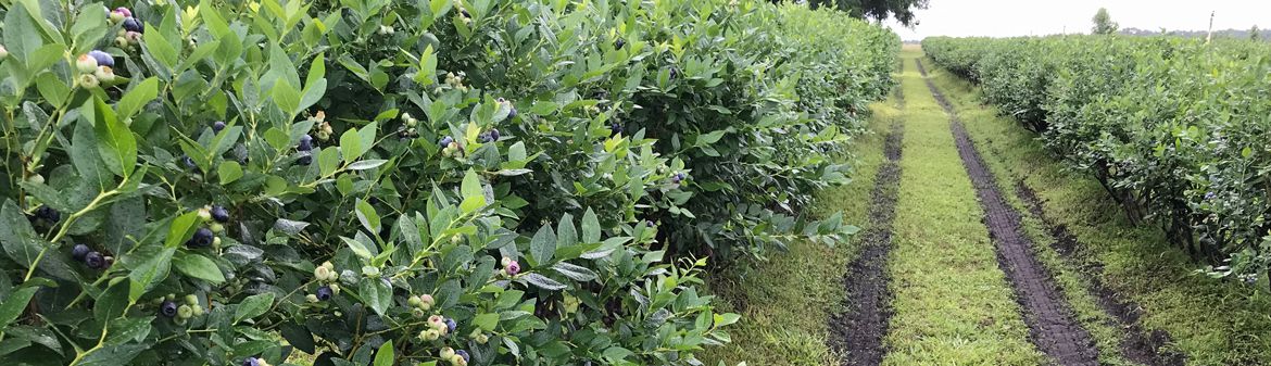 King Grove Organic Farm