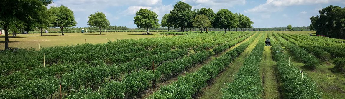 King Grove Organic Farm