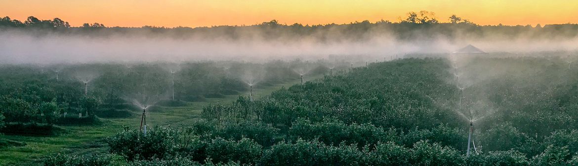 King Grove Organic Farm
