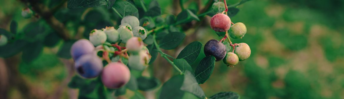 King Grove Organic Farm