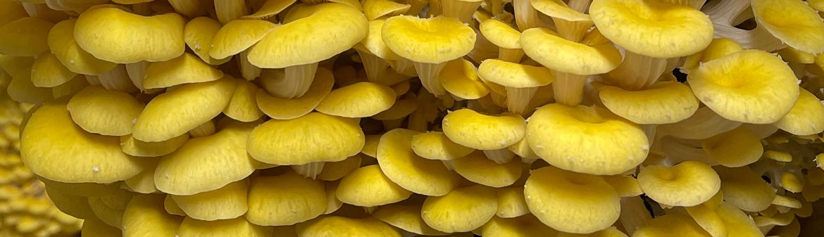 Phillips Mushroom Farms