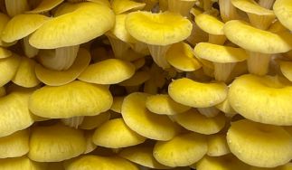 Phillips Mushroom Farms