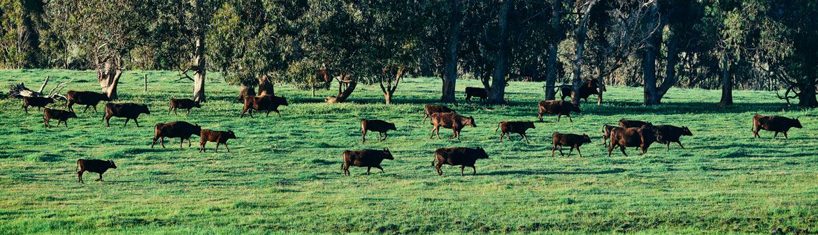 Margaret River Wagyu Beef
