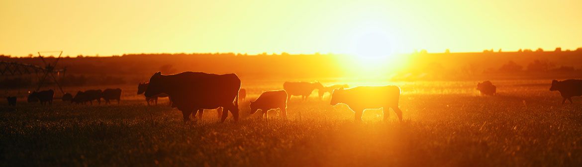 Margaret River Wagyu Beef