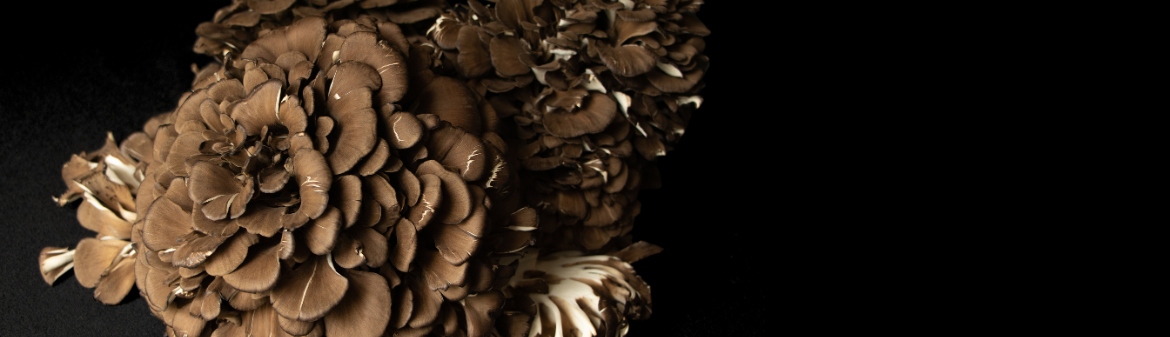 Shogun Maitake