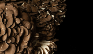 Shogun Maitake