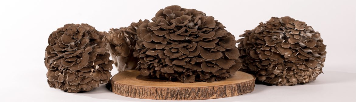 Shogun Maitake
