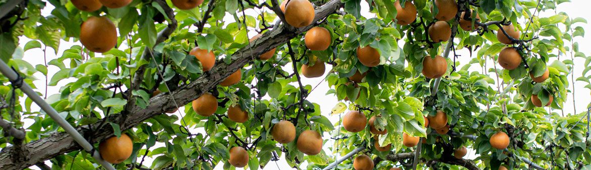 Evergreen Orchard Farm