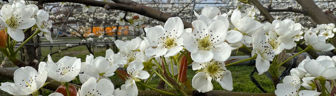 Evergreen Orchard Farm