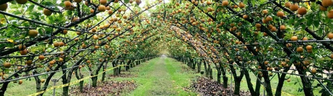 Evergreen Orchard Farm