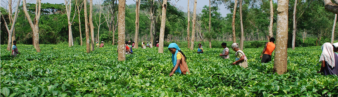 Two Leaves and a Bud
