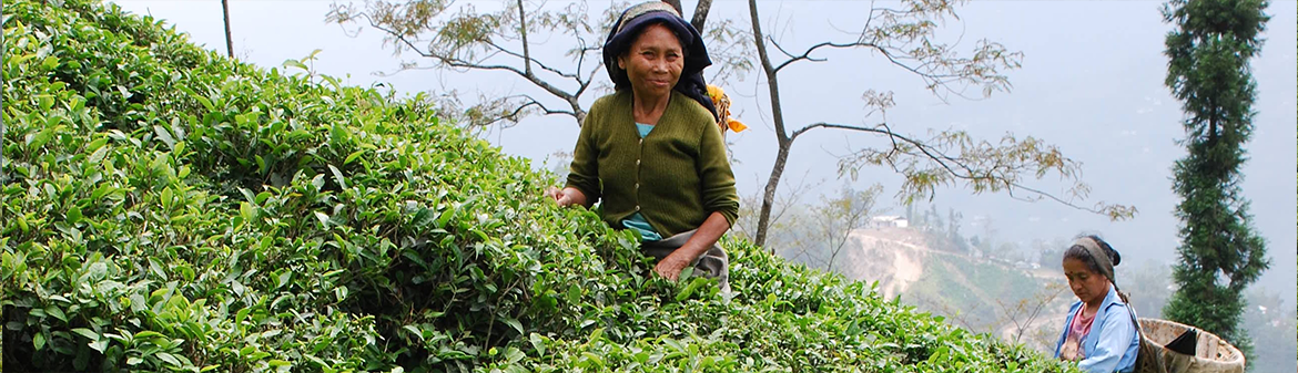 Two Leaves and a Bud