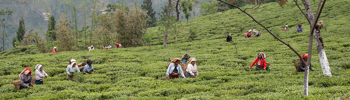 Two Leaves and a Bud