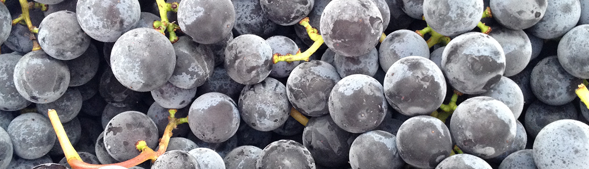 Buzzard Crest Vineyards