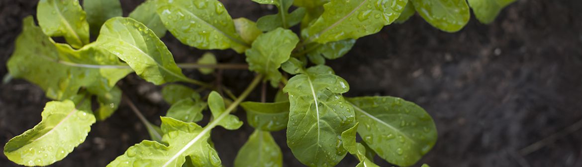 Molinelli & Partners